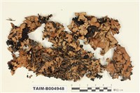 藏品(黑腹網裂梅衣)的圖片